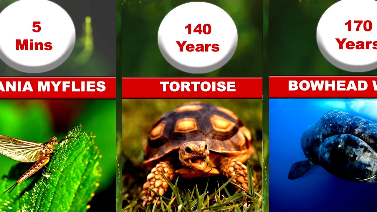 Animal Lifespans Comparison : Longest to Shortest