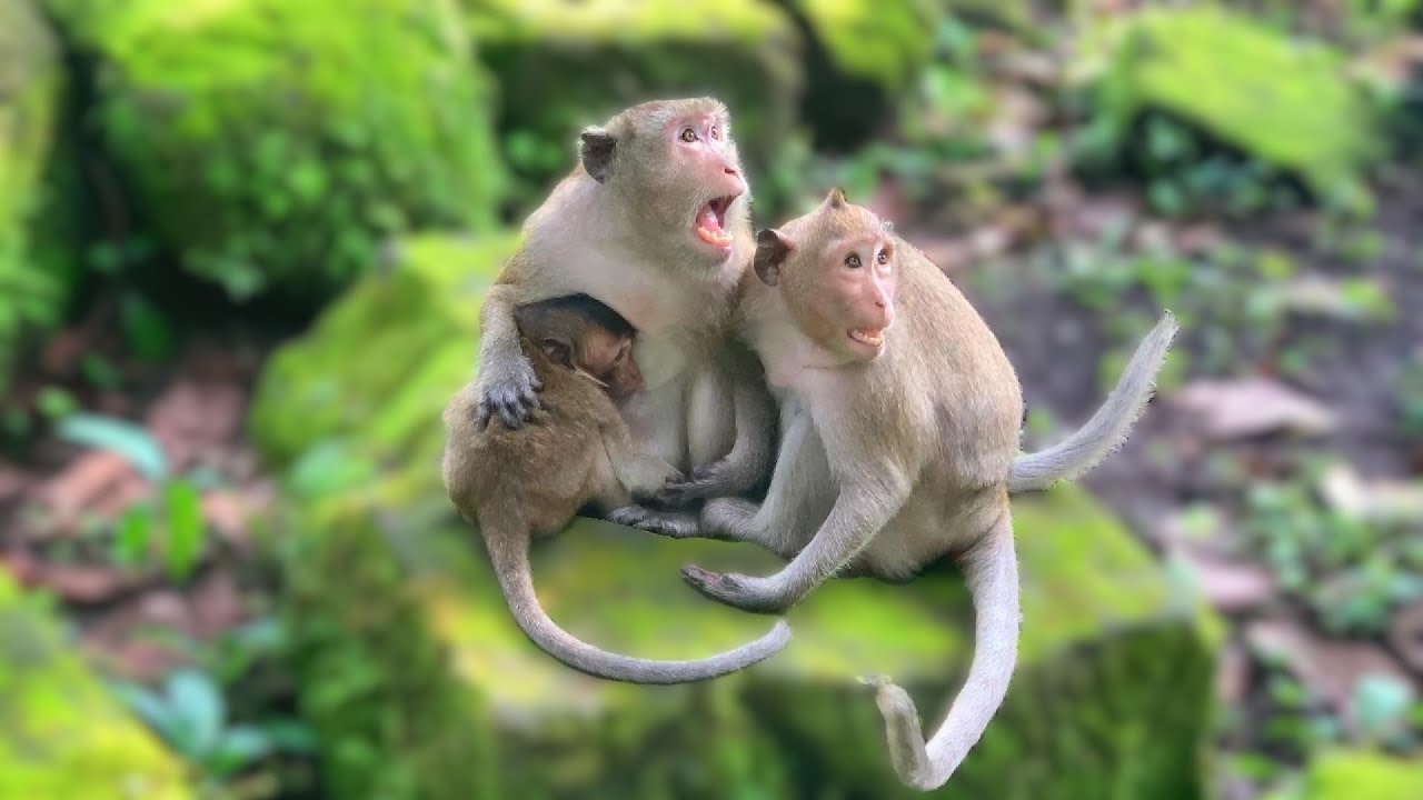 Cynomolgus Monkey Nursing Baby