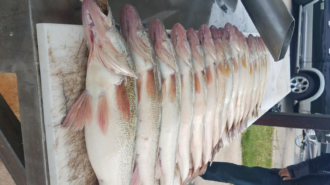 Using Mini Spoons To Up Your Walleye Fishing Game!