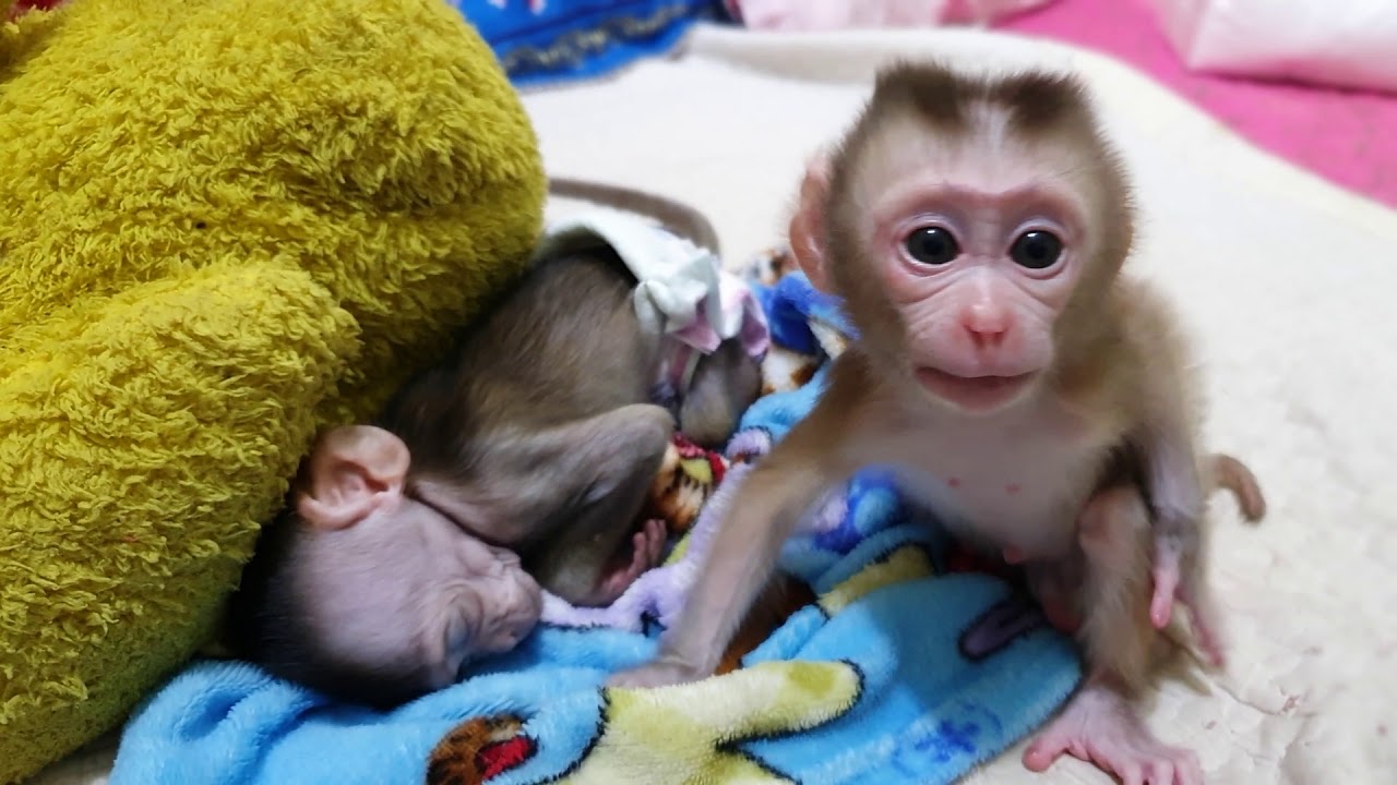 Newborn Aba  Get Up Before Lori Cry Hungry Milk Much