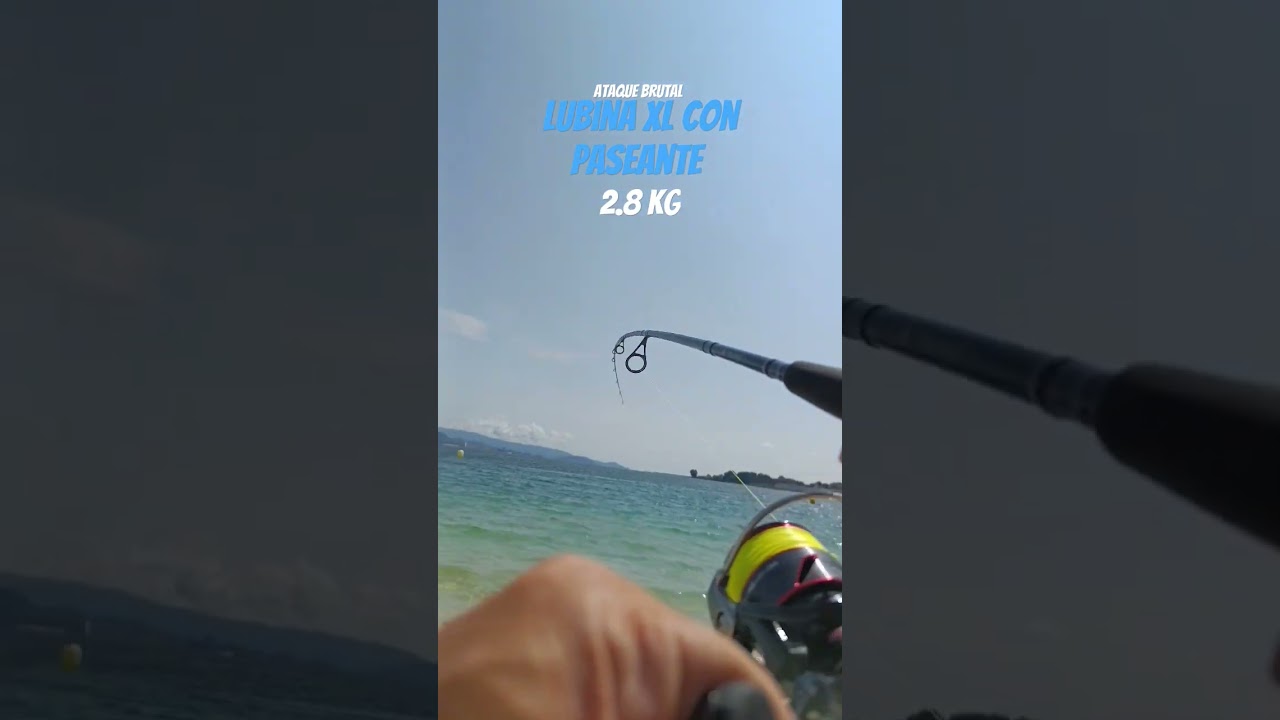 lubina XL con paseante. #seabass #spinning #lubina #Galiza #Robaliza #O_Morrazo #Daiwa #Prorex_AGS