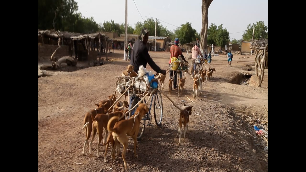 [ Les routes du chien ] à la découverte du business du chien entre Tominian et Dièna