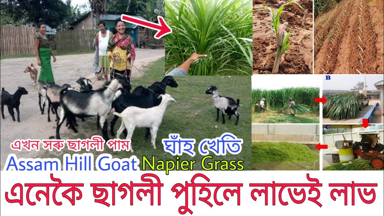 নেপিয়াৰ ঘাঁহৰ সবিশেষ/Napier/Super Napier grass/গৰু,ছাগলী,ম'হ আদি আছে যদি চাওক-ফাৰ্ম খোলাৰ আগত/Napier
