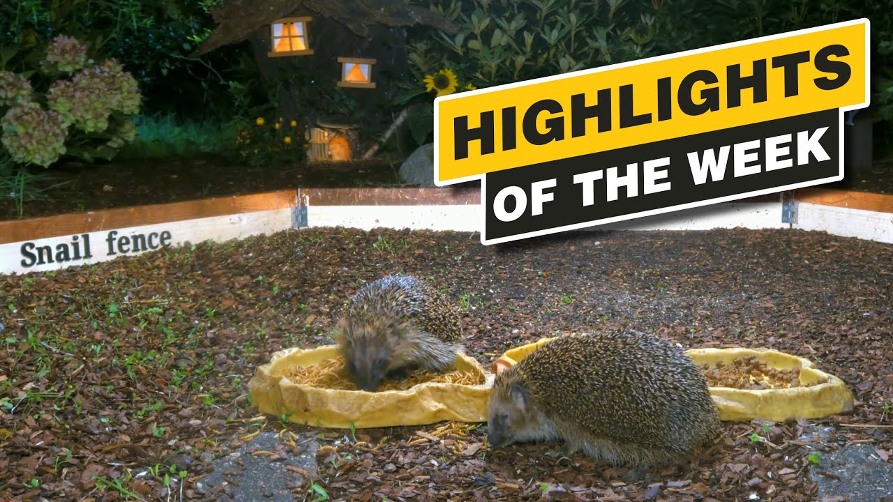 Highlights Of The Week - August 2024 - Week 35 🌻