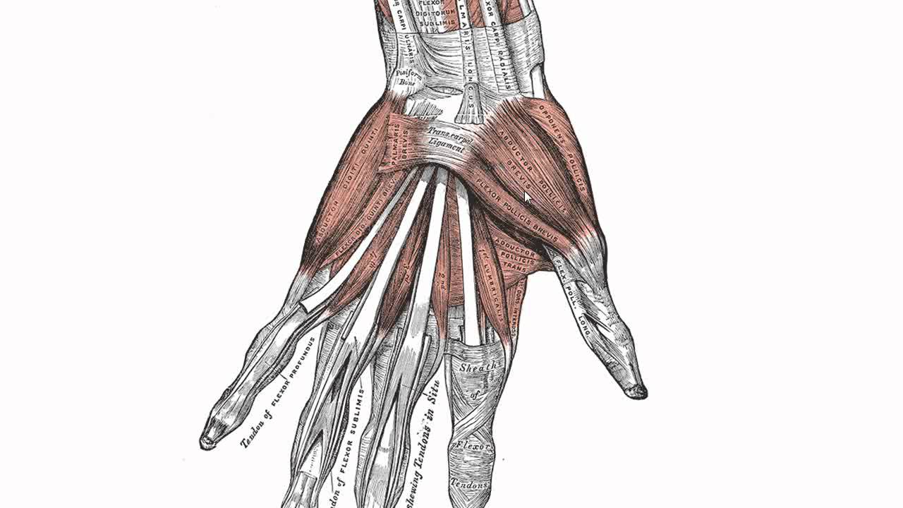 Muscles of the Hand - Anatomy Tutorial