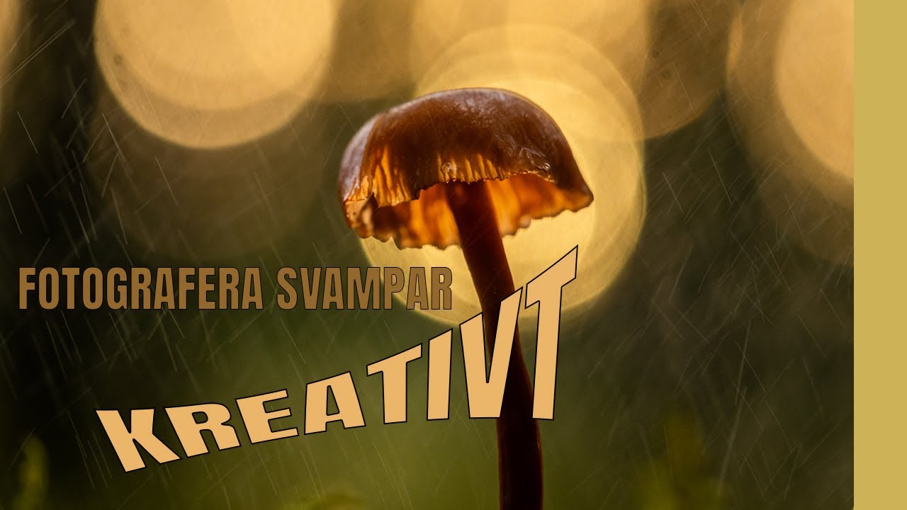 Kreativ Svampfotografering i Gammelskogen | Tips och Tekniker