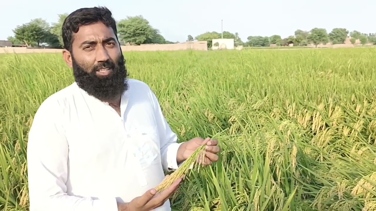 Suncrop Hybrid rice seed Daimond 101 full review