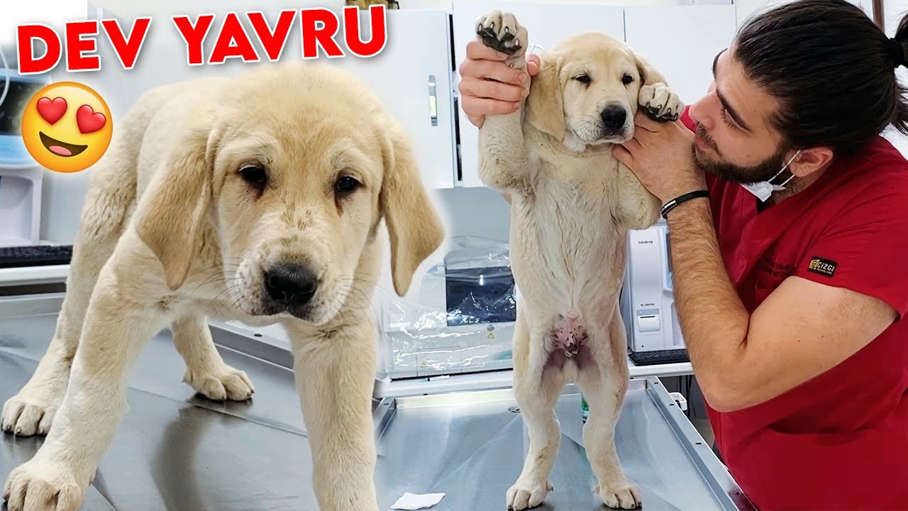 45 GÜNLÜK DEV YAVRU! Köpeklerde Fıtık Neden olur? #TheVet