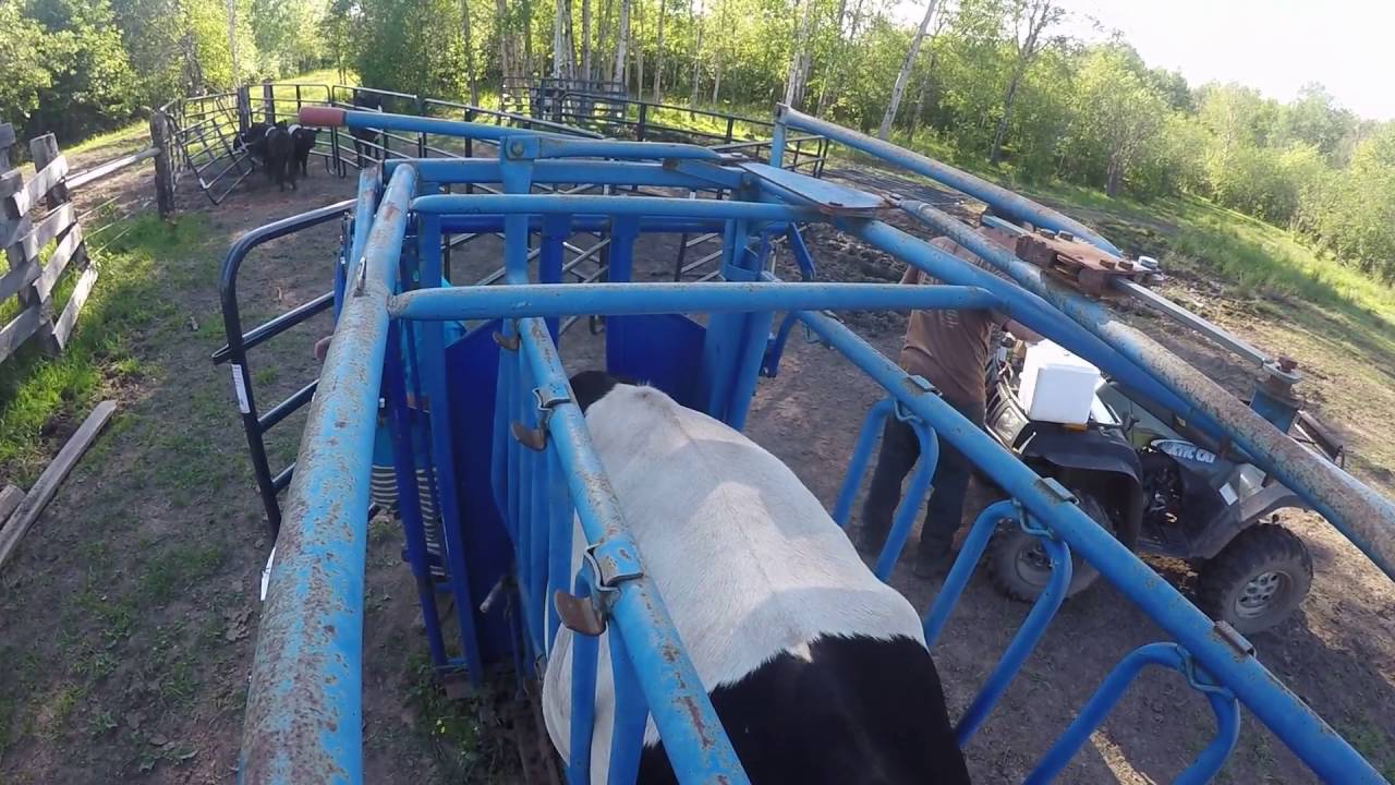 Working cows and calves through our Priefert squeeze chute