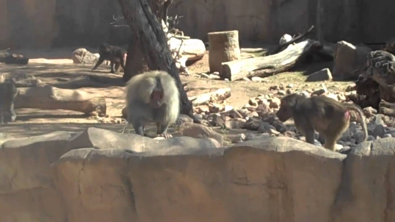 Animal of the Week: Hamadryas Baboon