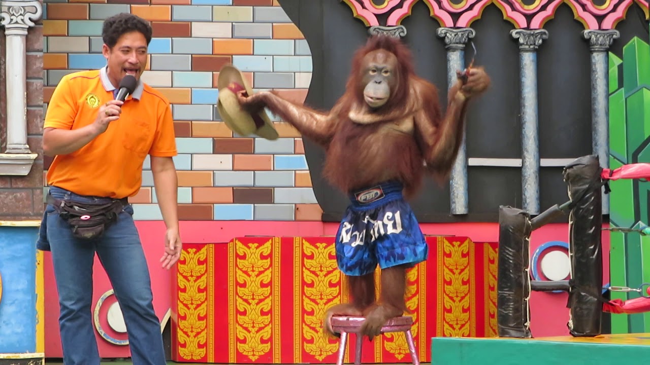 ดูโชว์ลิงอุรังอุตังที่ซาฟารีเวิลด์