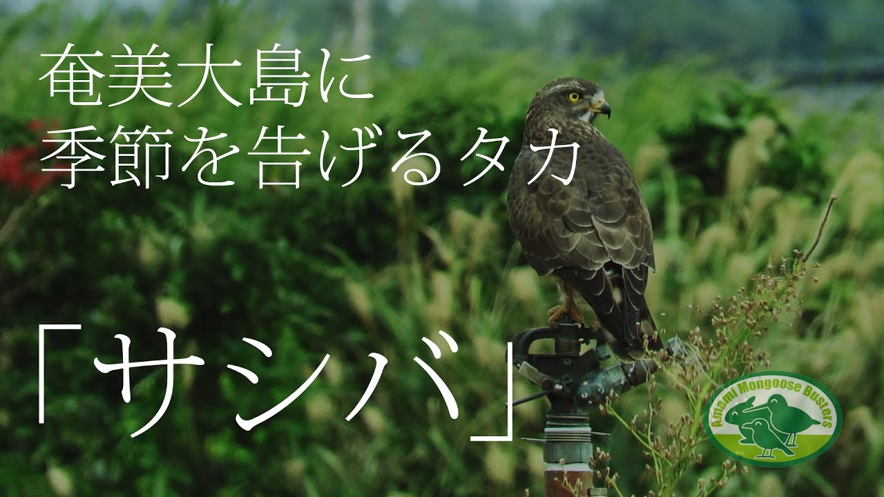 奄美大島に季節を告げるタカ「サシバ」