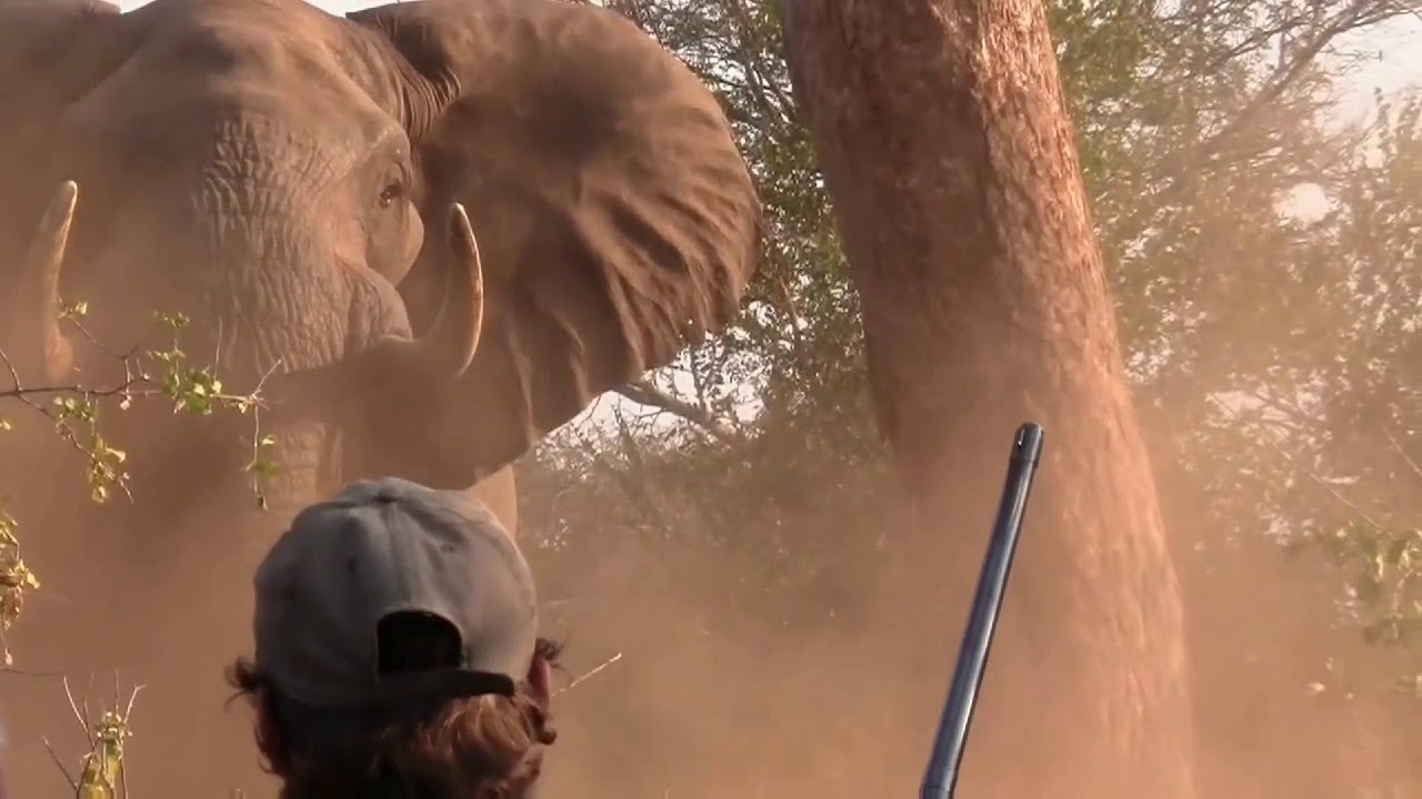 Elephant charge on humans compilations