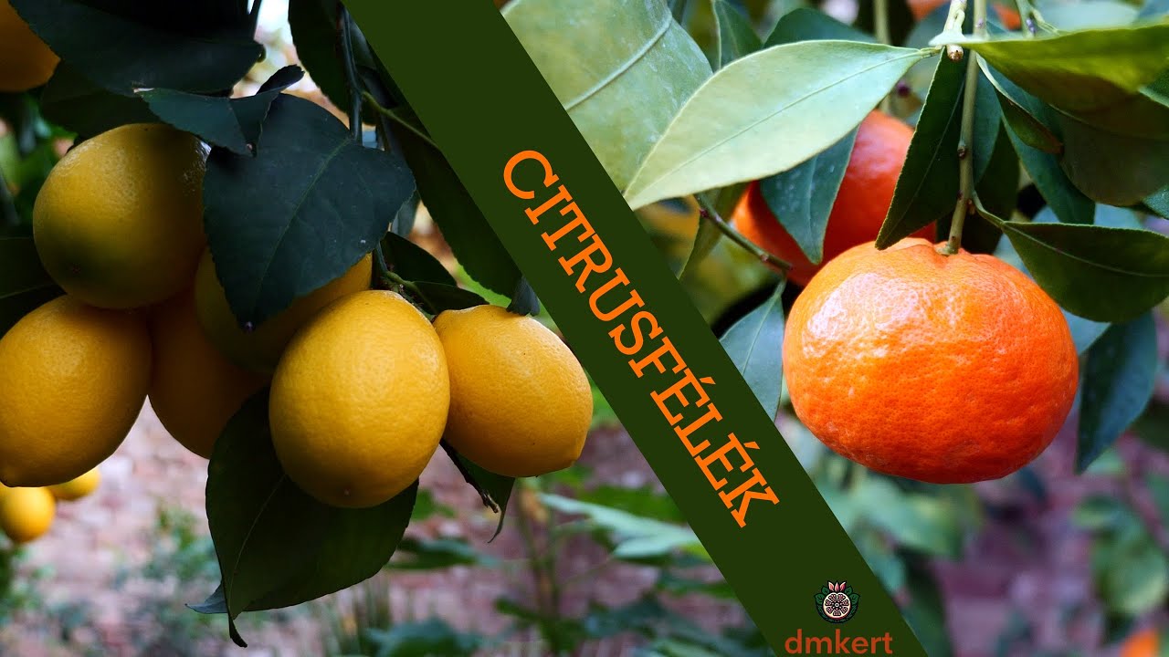 🍋🍊Fagytűrő citrusfélék termesztése fűtetlen növényházakban🍋🍊