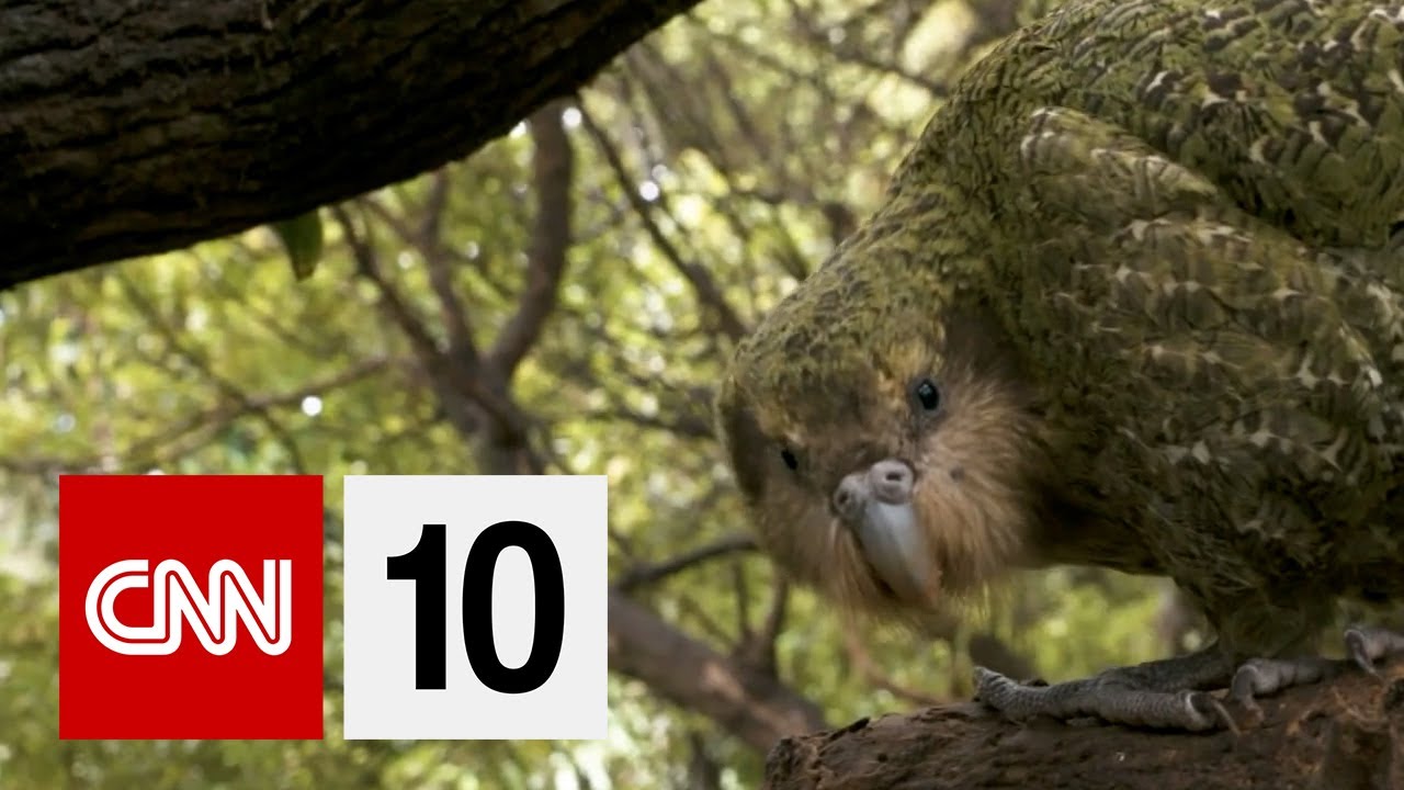 Flightless Parrot Making a Comeback