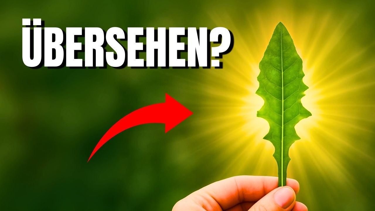 Die 7 m&auml;chtigsten Wildkr&auml;uter im Herbst &ndash; die du garantiert &uuml;bersehen hast!