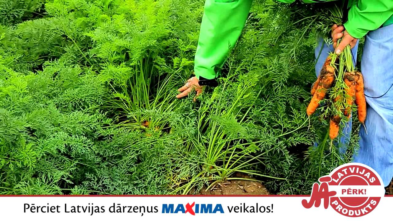 Latvijas burkāni