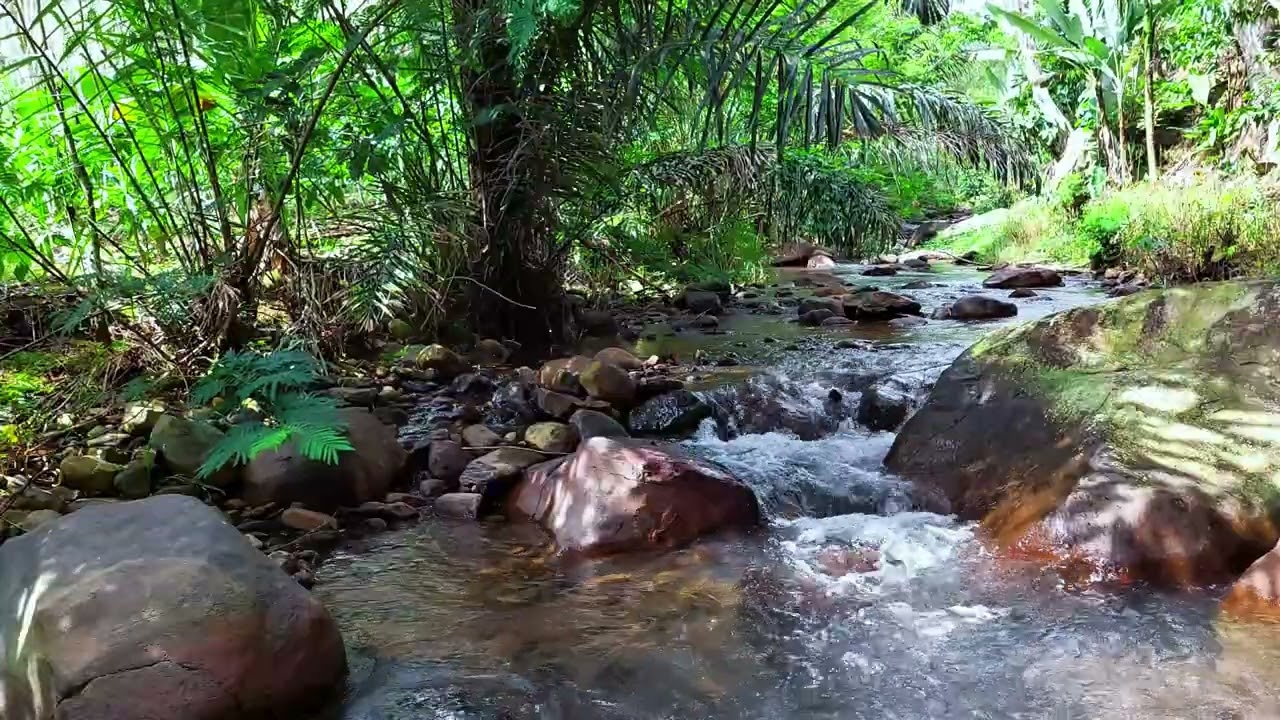 Serene Forest River Flow Between Large Stones | Natural Relaxing Water Sounds