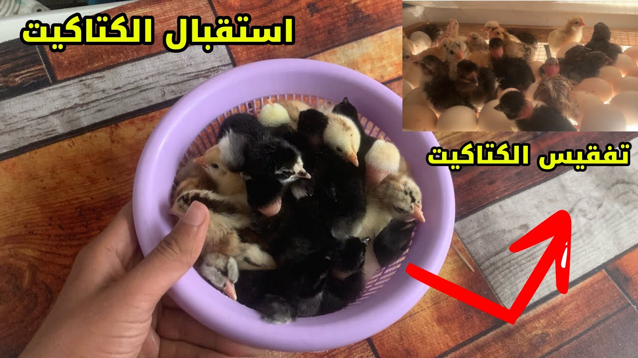 اكبر وجبيه بيض فقست 🐣 