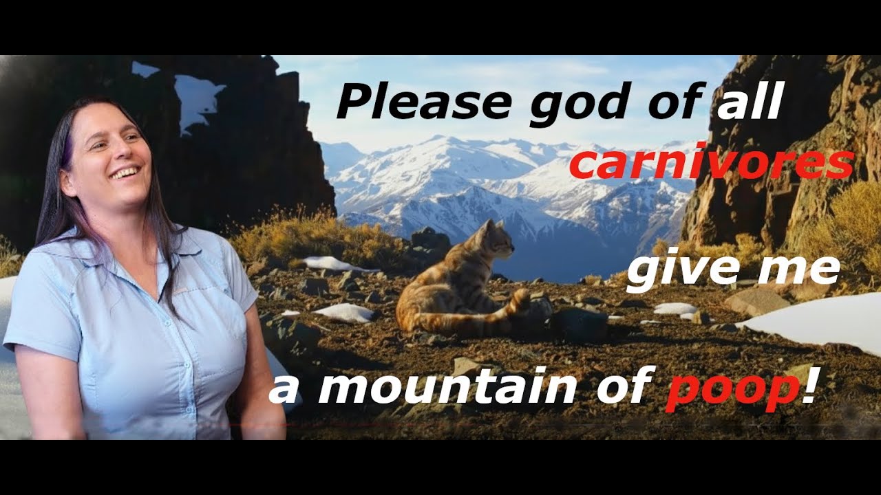 Rocio Palacios: One Andean Cat sighting in 22 years of dedication! Conservation in high mountains.