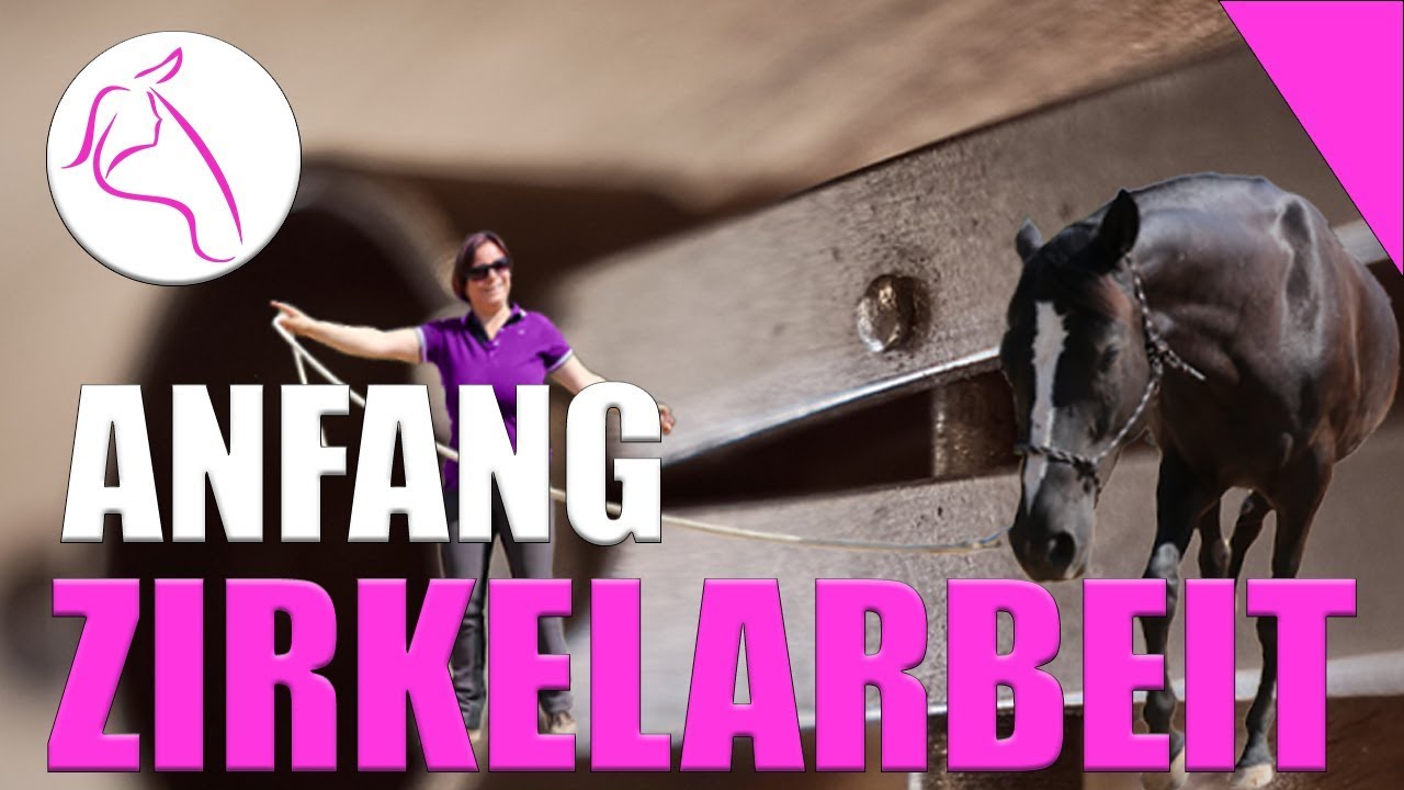 Freiarbeit Pferd lernen | Wie anfangen mit Zirkeln | raus senden longieren Richtungswechsel Gangart