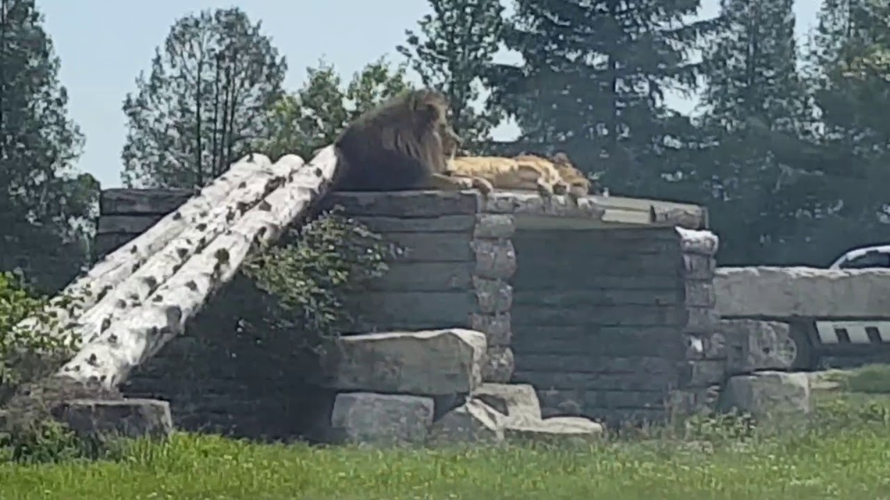 African Lion Safari Drive Through - Monkeys Attack Car