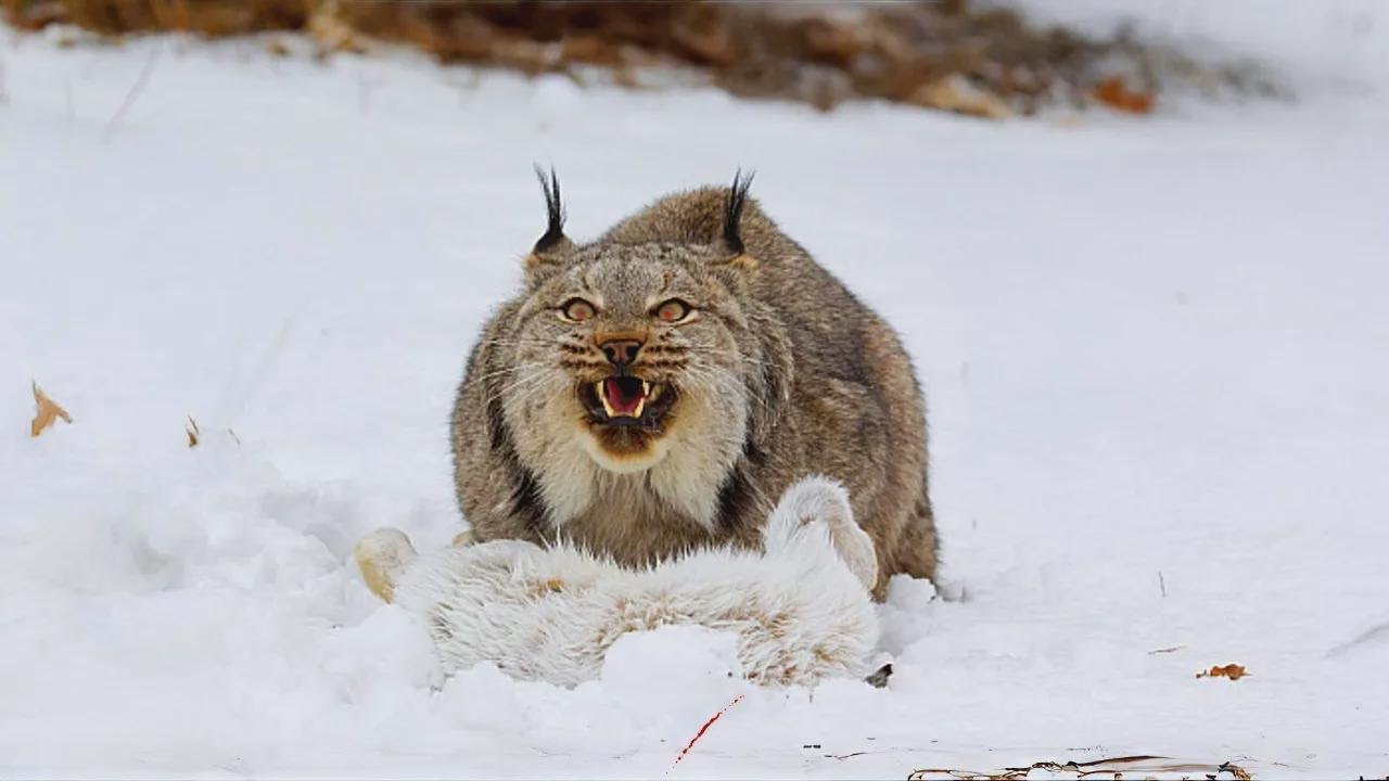 Pourquoi les lynx du Canada poussent-ils des cris aussi étranges ?