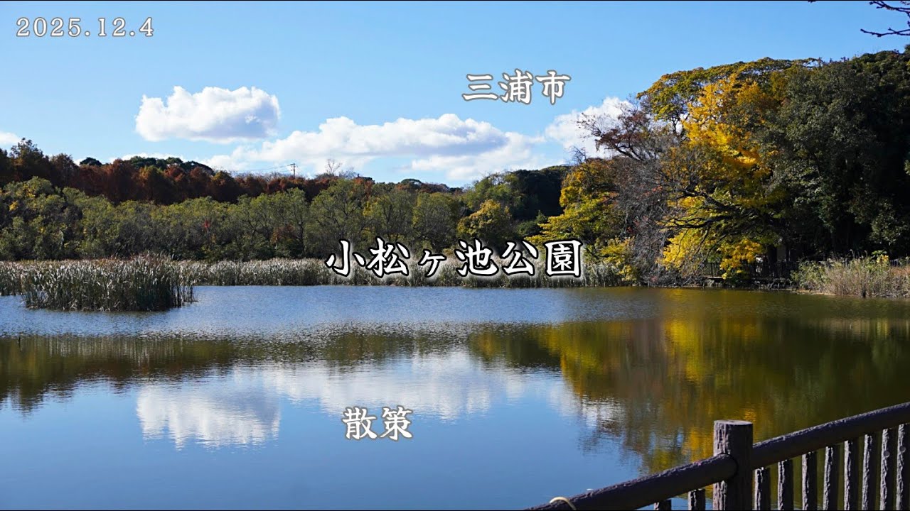 秋の小松ヶ池公園散策（神奈川県三浦市）｜春には三浦海岸河津桜の咲く公園です。