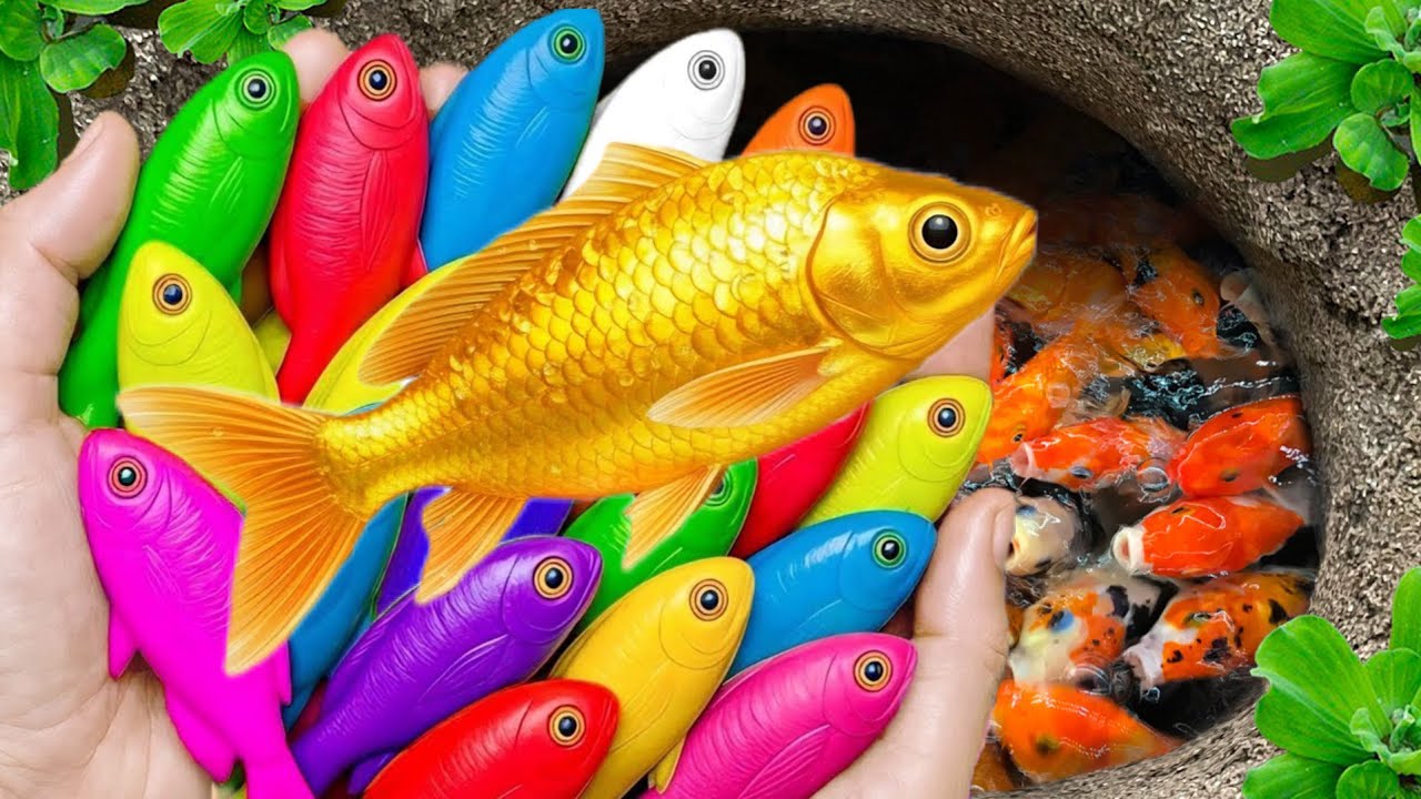 Catch beautiful ornamental fish in small pond: baby turtle, goby, neon fish, snakehead fish, eel🐠🐠🐬