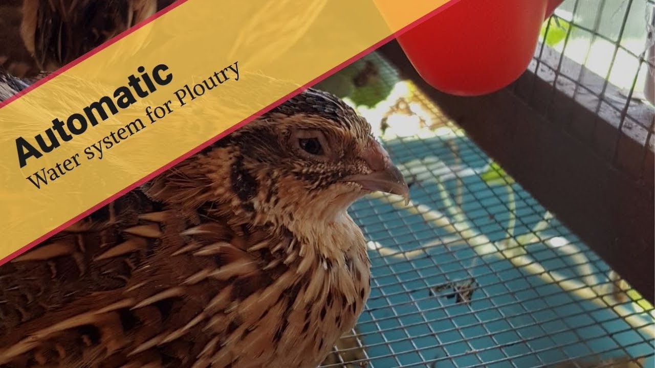 Automatic Water System for Poultry | Quail
