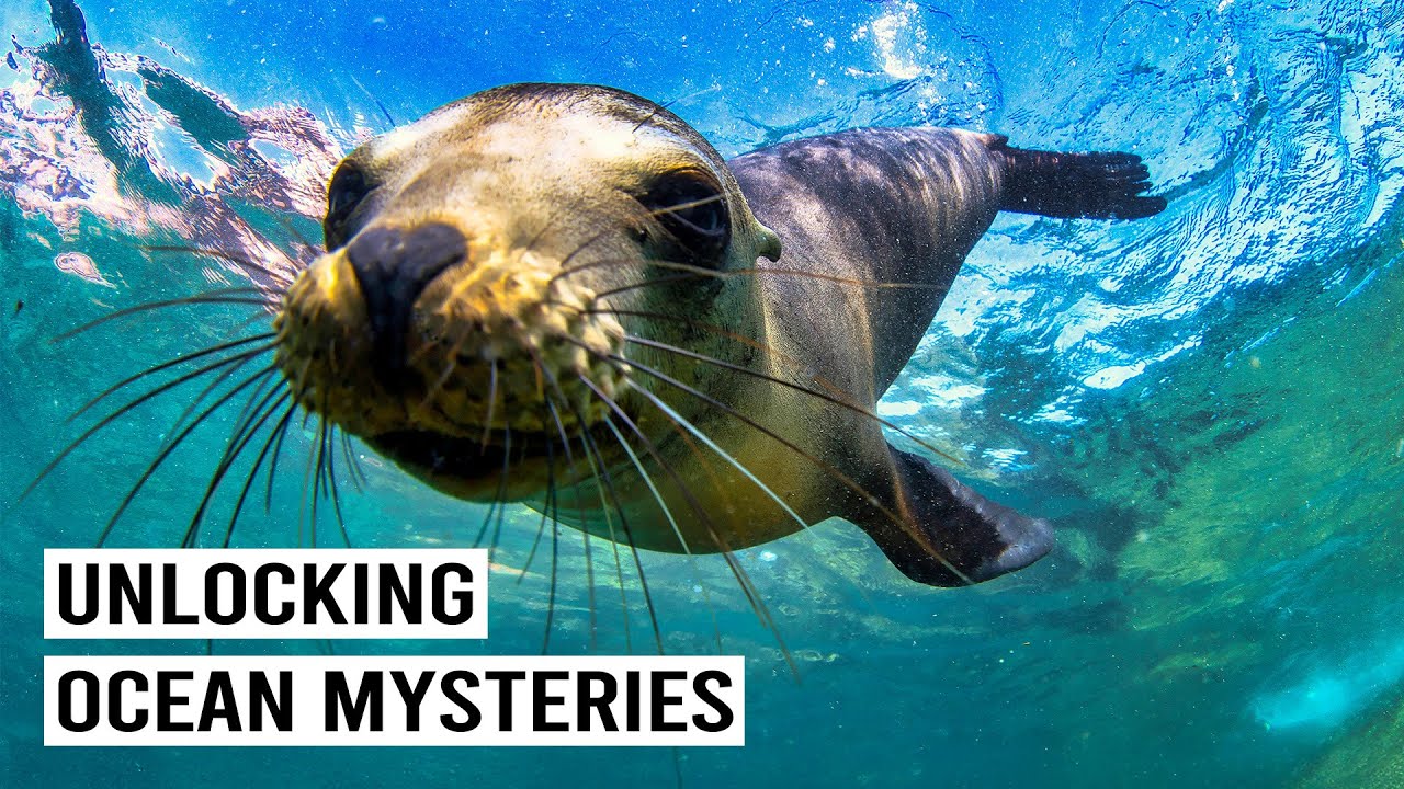 The Unexpected Connection Between Bears and Marine Mammals