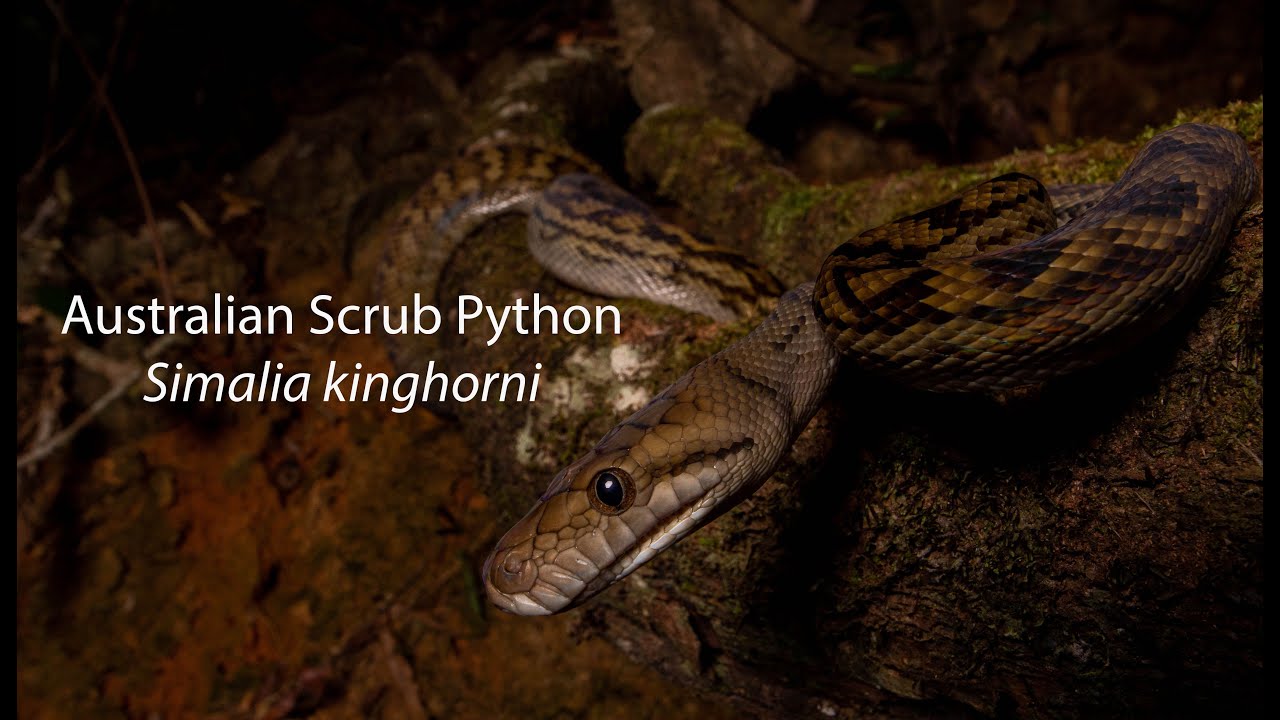 Australian Scrub Python (Simalia kinghorni)