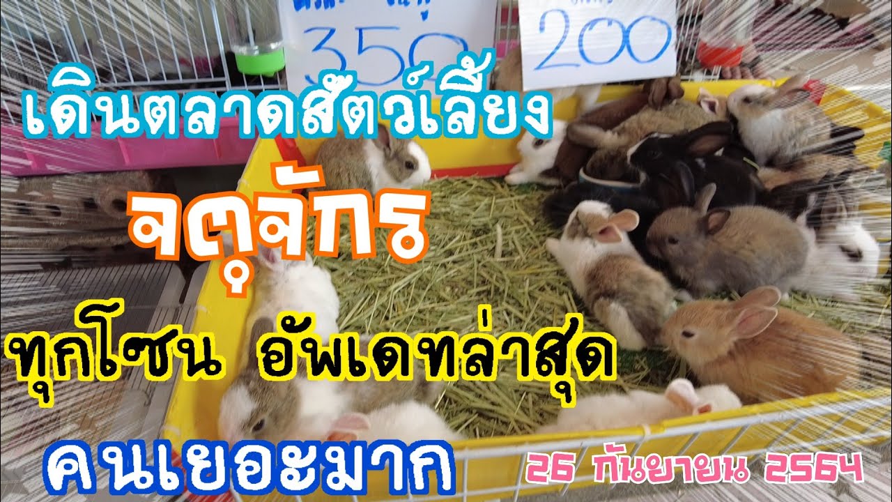EP.6 เดินตลาดสัตว์เลี้ยงจตุจักร 🇹🇭 : ทุกโซนอัพเดทล่าสุด :