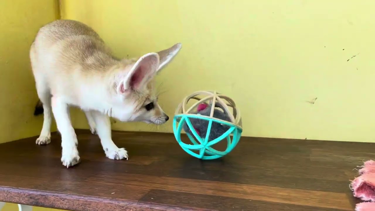 사막여우에게 새장난감을 줬을때#fennecfox