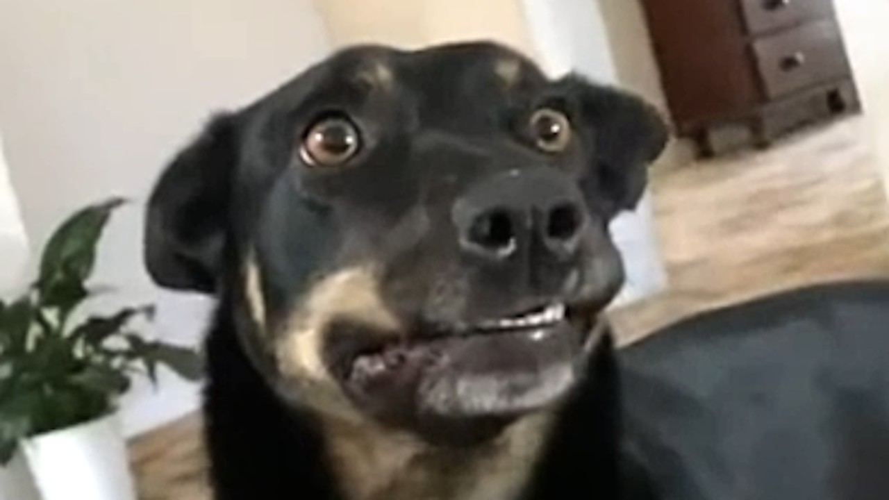 Special needs dog that can't walk normally is so excited for ball