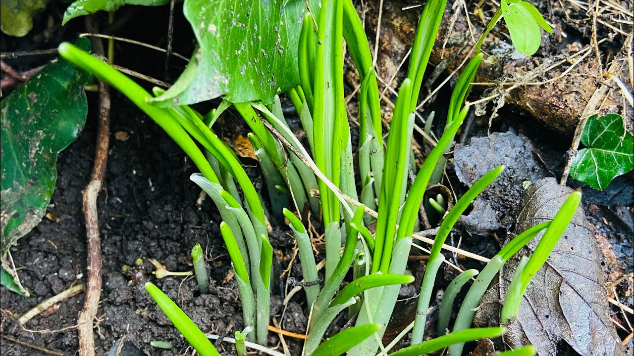 เก็บกระเทียมป่ารุ่นใหม่งามๆมาทำอาหารอร่อยๆกันค่ะ Picking & Cooking Wild Garlic