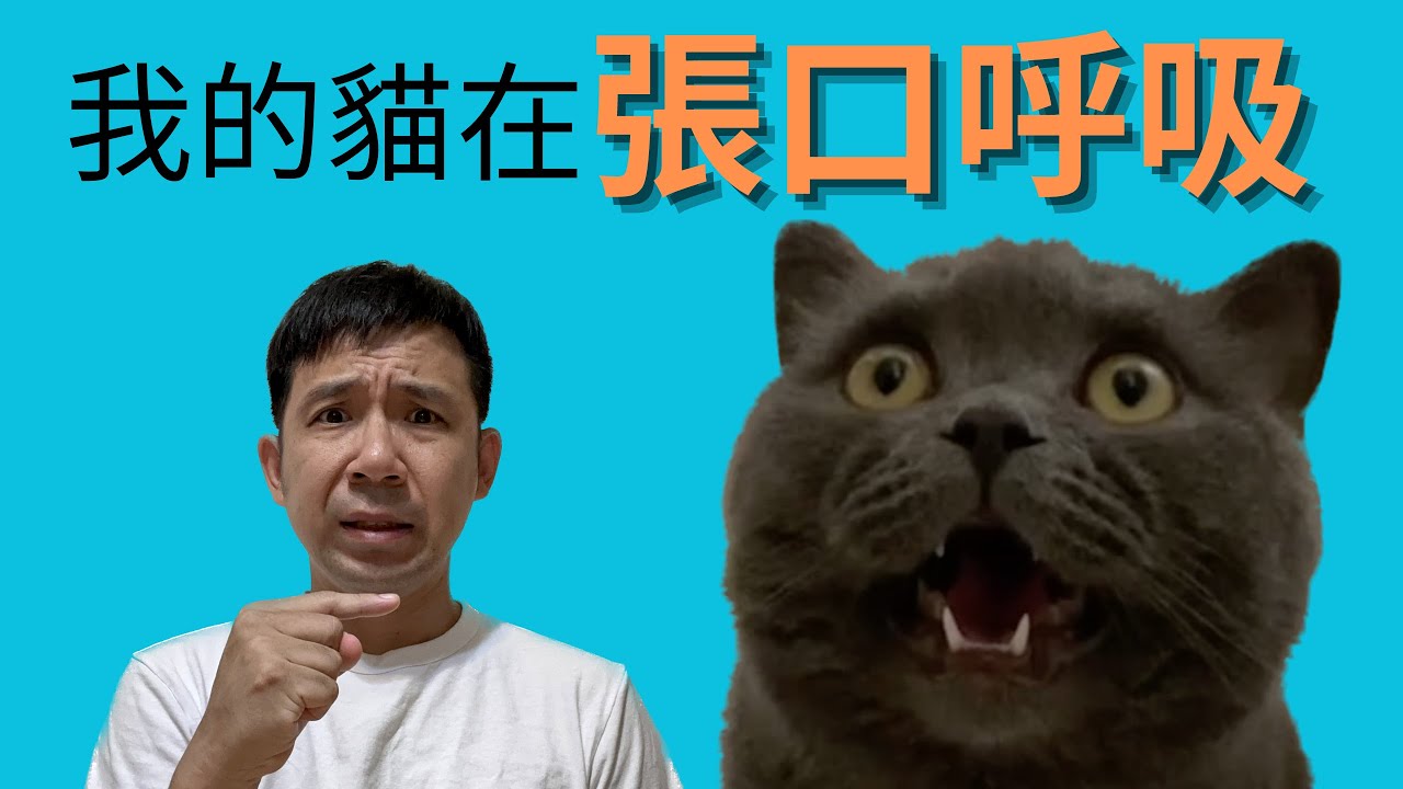 貓張口呼吸要擔心嗎？