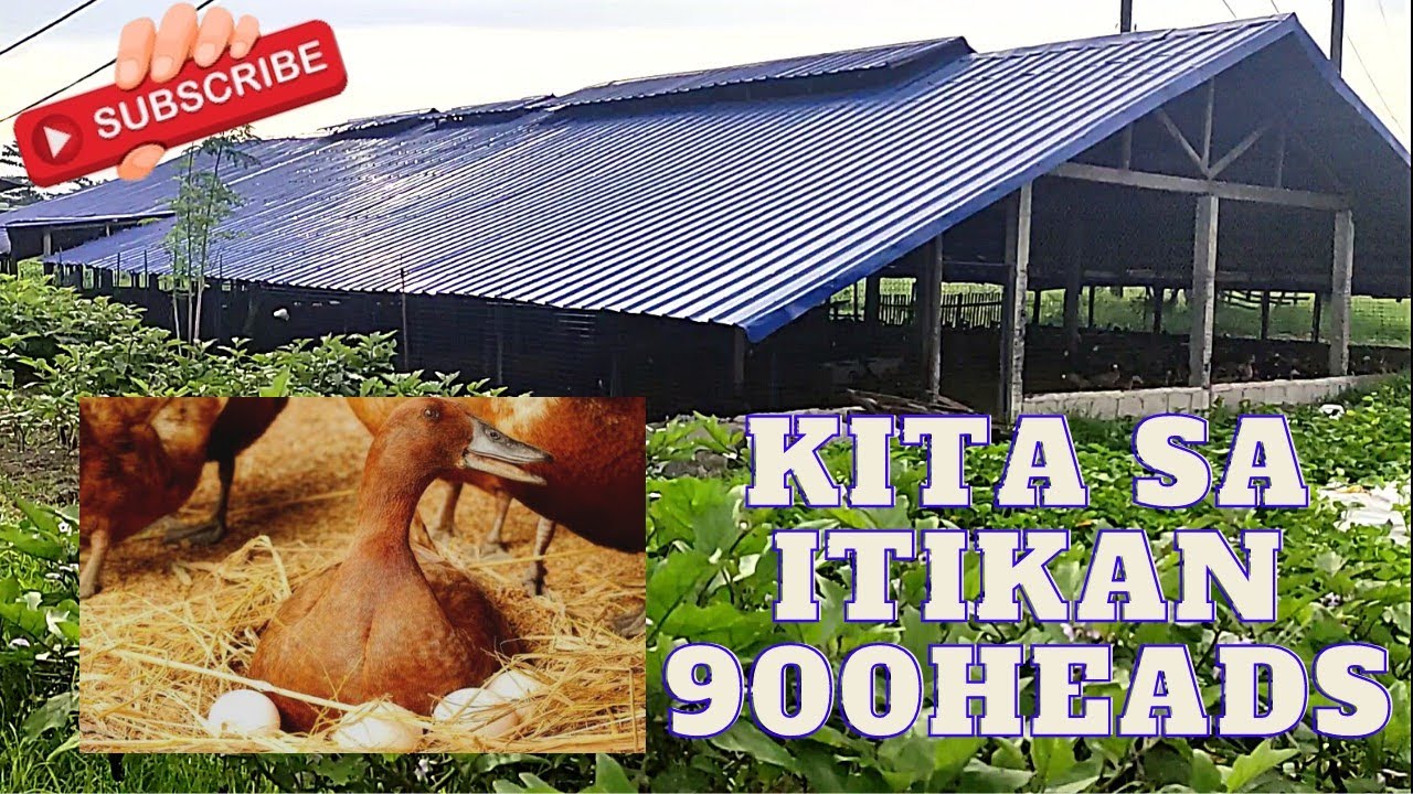 Duck Farming update sa 900pcs dumalagang itik 2.5 months sa poultry.