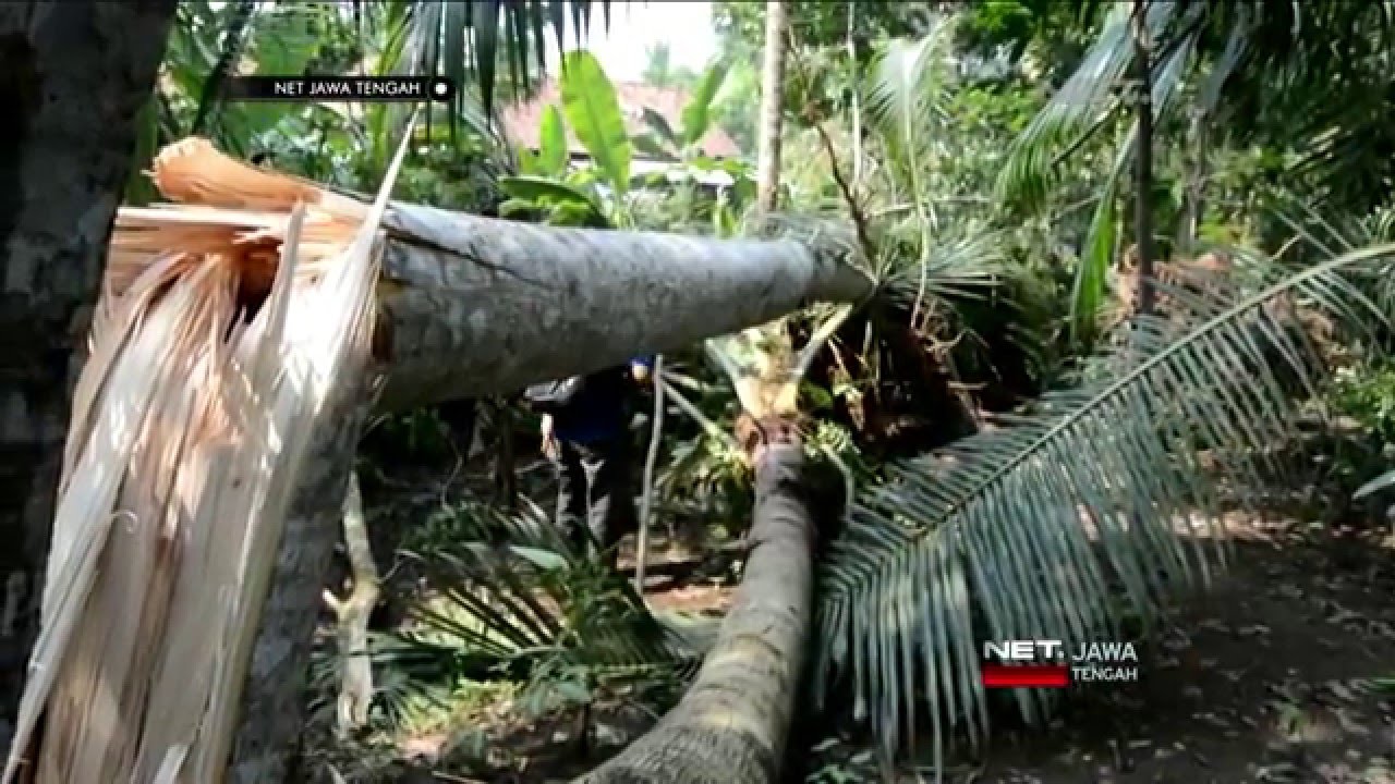 NET JATENG - BENCANA ANGIN KENCANG