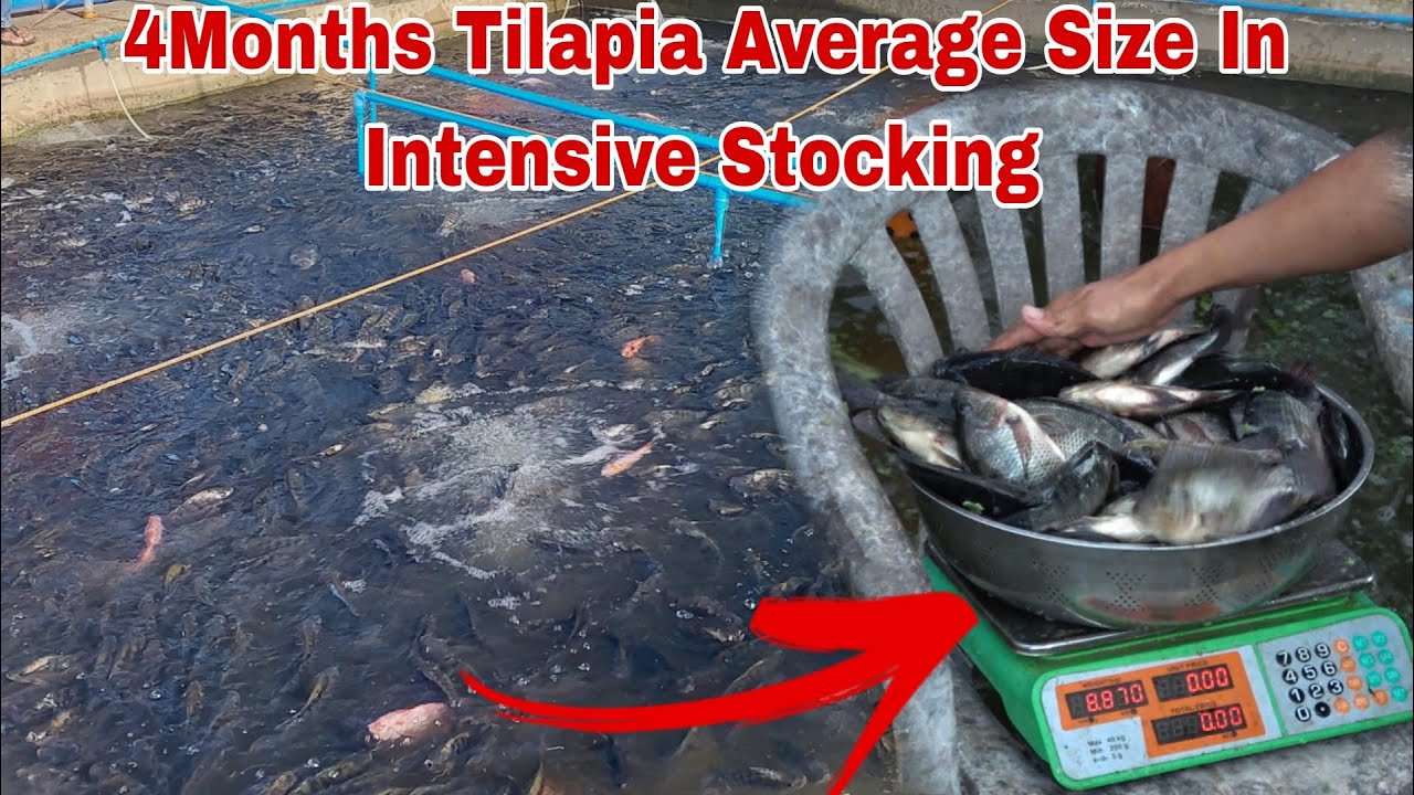 Gaano ka Laki ang 4 Months Old Tilapia sa Intensive Stocking?