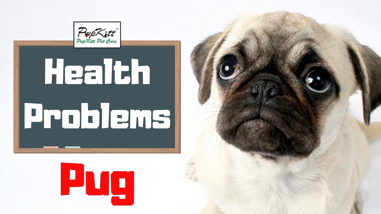 Snoring in Pugs? - Pug Health Problems | By Dr. Anirudh Mittal | Pupkitt Pet Care