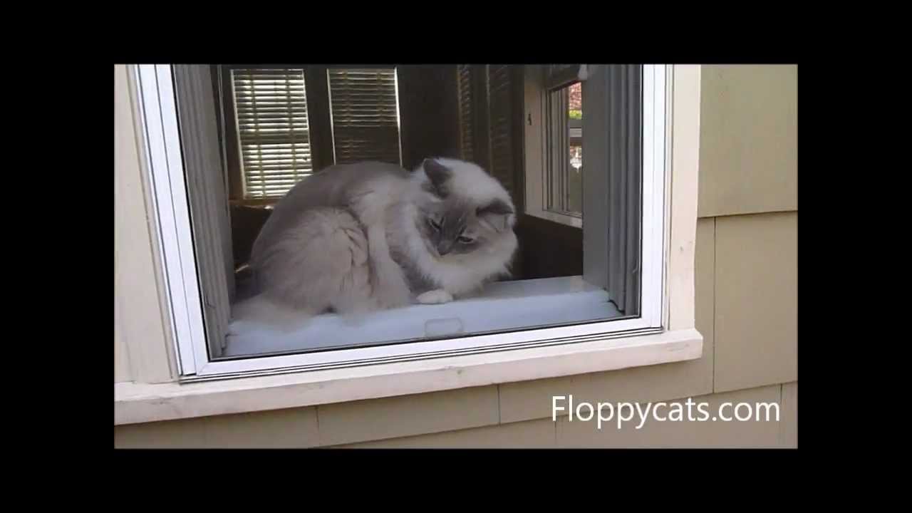 Ragdoll Cats Fall Out of 2nd Story Window - ねこ - ラグドール -- Floppycats