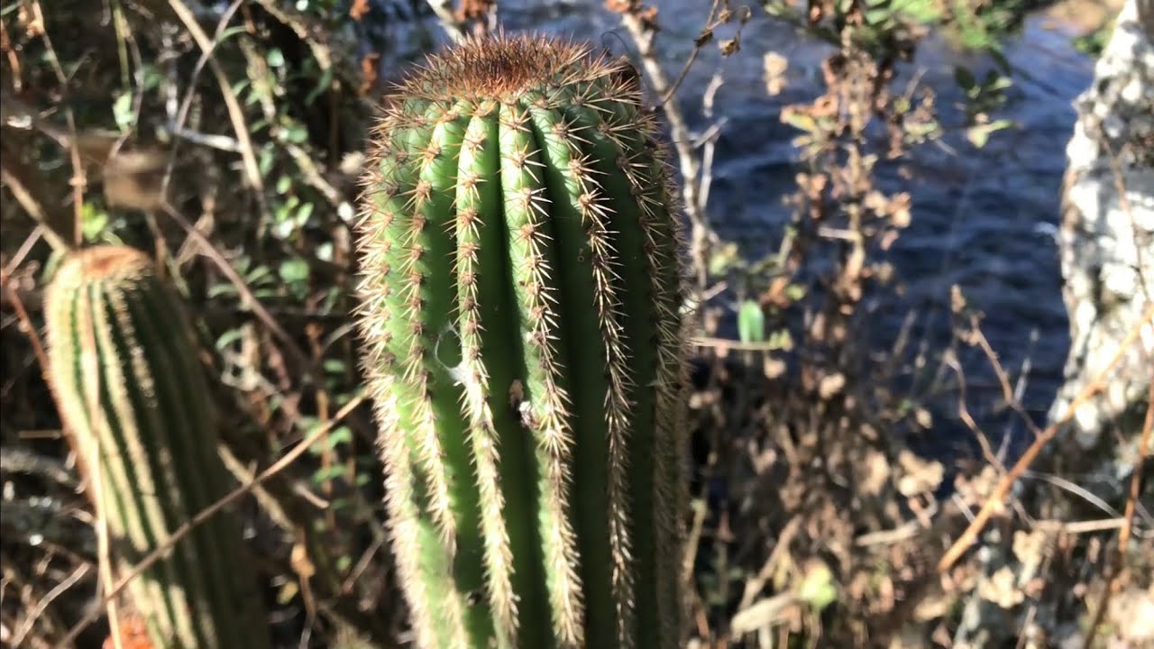 Buscando CACTUS en el arroyo 🌿🌵