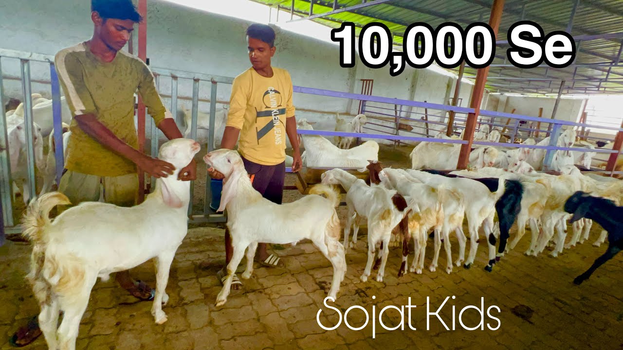 Sojat Goat Kids Starting 10,000 at Choudhary Goat Farm, Padgha