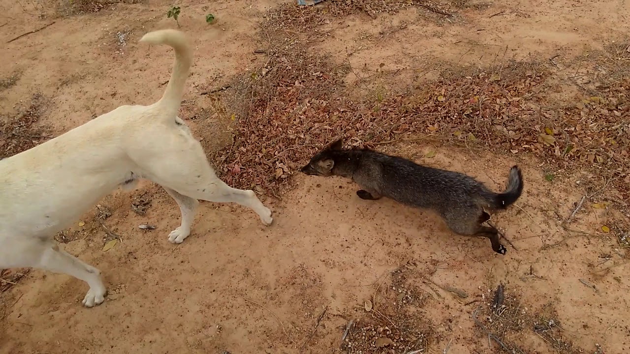 2 vídeo ,raposa que virou amigo de cachorro