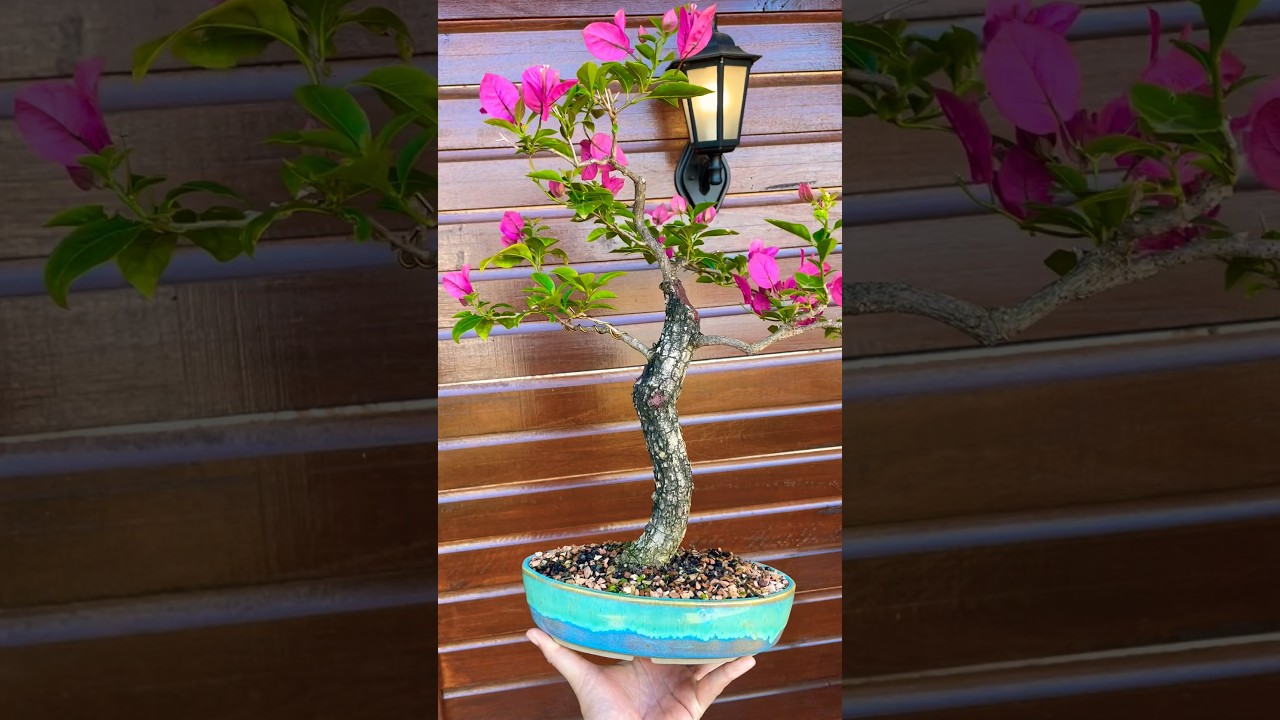 Bonsai de bougainville rosa. #bonsai #bonsaibrasil #bonsaitree #bougainvillea #bougainvilleabonsai
