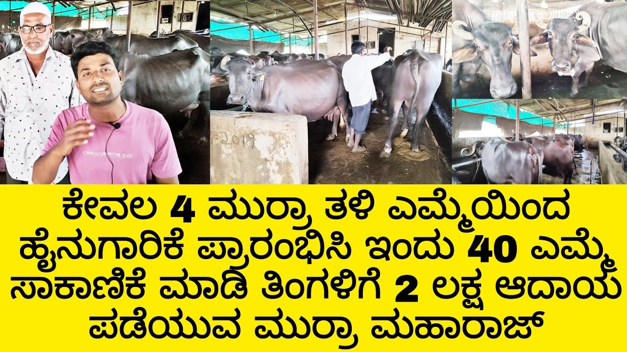 murrah buffalo dairy farming in karnataka | dairy milk business | hainugarike business |