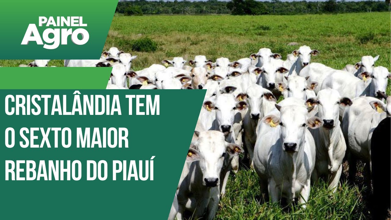 Cristalândia tem o sexto maior rebanho do Piauí