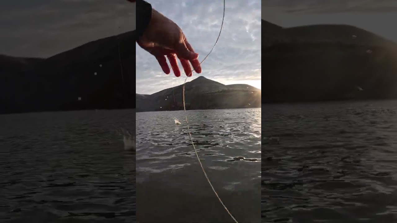 Morning Magic: Sunrise Rainbow Trout #rainbowtrout #flyfishing #fishing #goldenhour