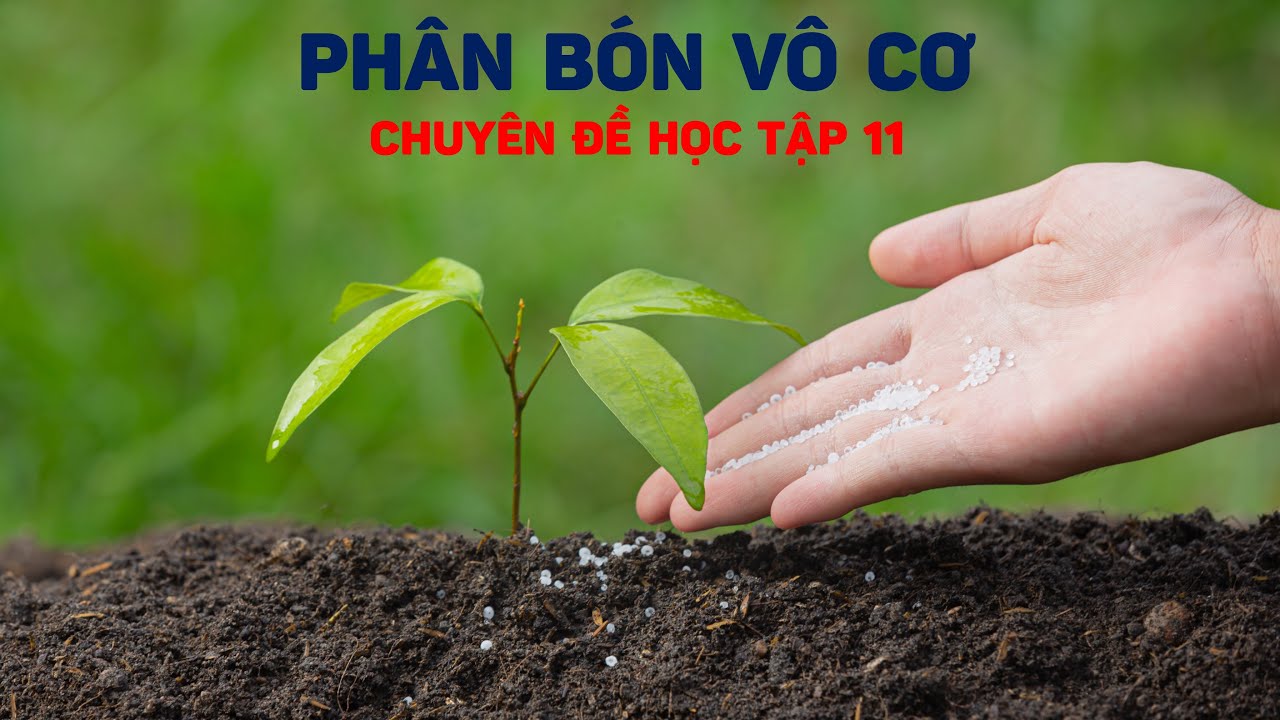 [CHUYÊN ĐỀ HỌC TẬP 11] PHÂN BÓN VÔ CƠ